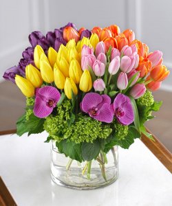 A Frenzy Tulip Bouquet - 80 Tulips
