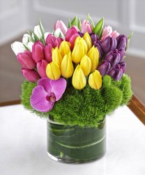Absolute Tulip Bouquet- 50 Tulips  Absolute Tulip Bouquet- 50 Tulips