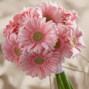 The Daisy Delight Bouquet The Daisy Delight Bouquet