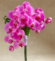 Glorious Bouquet Glorious Bouquet