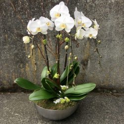 Beautiful Phalaenopsis Orchids Trio Planter  Beautiful Phalaenopsis Orchids Trio Planter