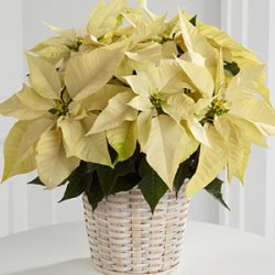 Poinsettia White in Basket