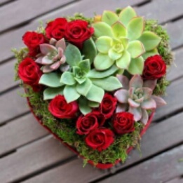 Succulent Heart