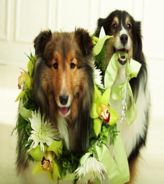 The Best Dog Collar