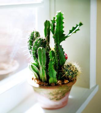 Cactus Garden