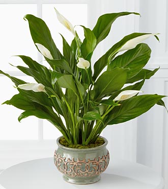 Serene Peace Plant