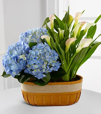 Spring Skies Hydrangea & Calla Lily Duo