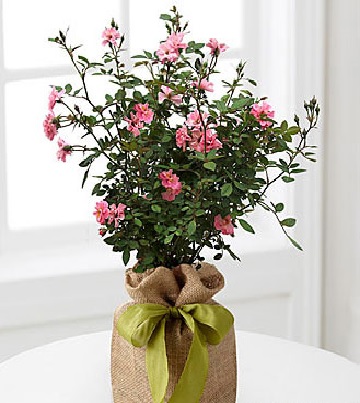 Rosy Outlooks Rose Bush - Click Image to Close