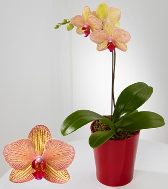 Rare Treasure Phalaenopsis