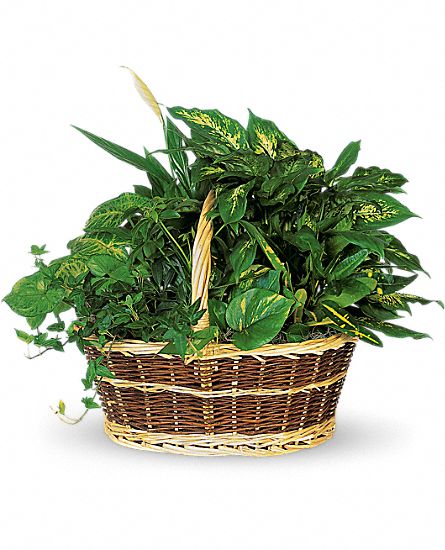 Basket Garden Plants - Click Image to Close