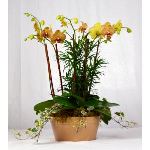 Phalaenopsis Orchid Garden Phalaenopsis Orchid Garden