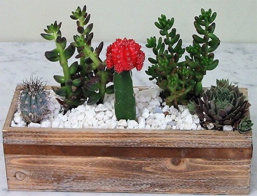 Cactus Heaven Garden - Click Image to Close